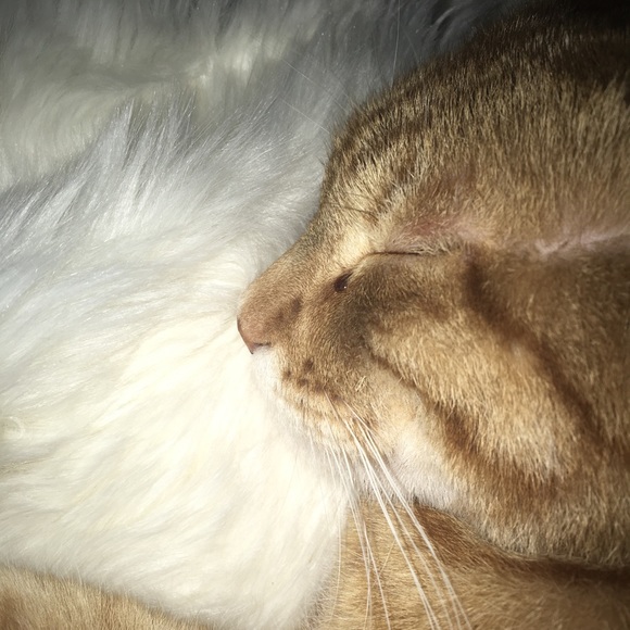 Meet your Posher, Isa - Picture 1 of 1